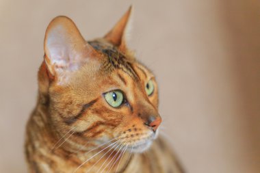 Güzel kedi yakın çekim. Bengal doğurmak