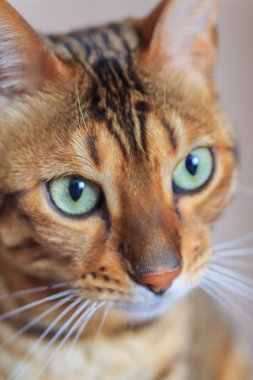 Güzel kedi yakın çekim. Bengal doğurmak