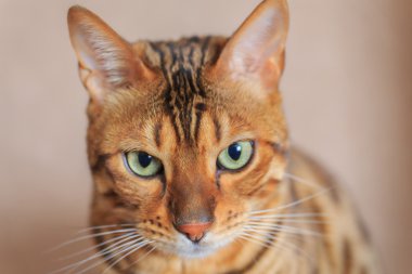 Güzel kedi yakın çekim. Bengal doğurmak