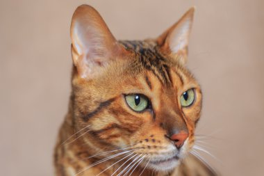 Güzel kedi yakın çekim. Bengal doğurmak