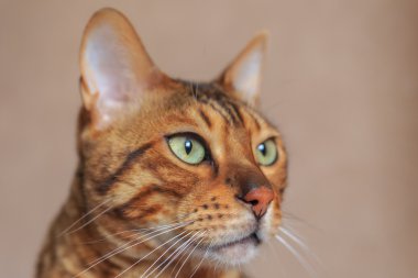 Güzel kedi yakın çekim. Bengal doğurmak