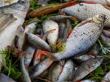 Çimenlerin üzerinde tatlı su balığı