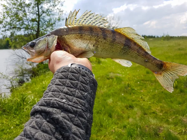 Halászat. Zander-a kezében a halász. — Stock Fotó