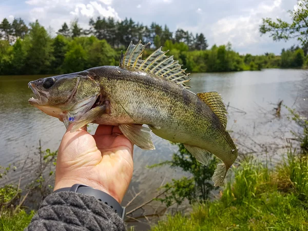 Fishing. Zander  in the hand of the fisherman. — Stock Photo, Image