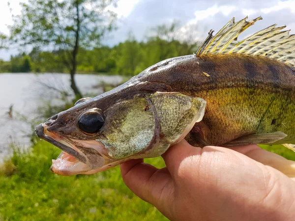 Fiske. Gös i räcka av fiskaren. — Stockfoto