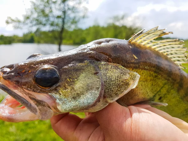 Halászat. Zander-a kezében a halász. — Stock Fotó