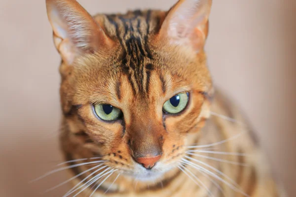 아름 다운 고양이 클로즈업. 벵골 유형 — 스톡 사진