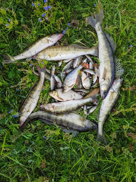 Freshwater fish on the grass — Stock Photo, Image