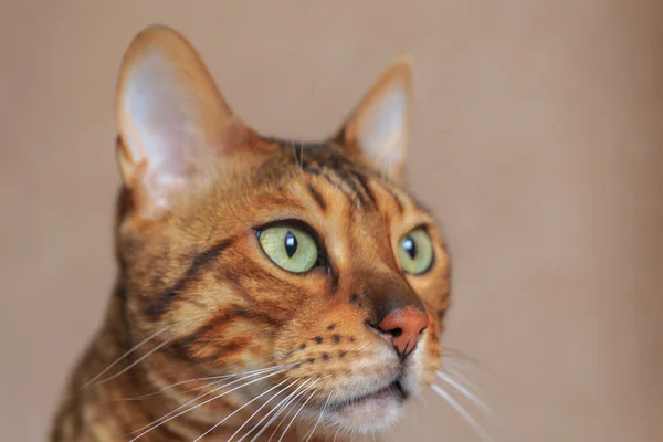 Vacker katt närbild. Bengal rasen — Stockfoto
