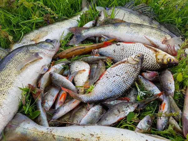 Peixe de água doce na grama — Fotografia de Stock