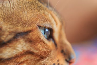 kedi gözü yakın çekim