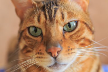 kedi gözü yakın çekim