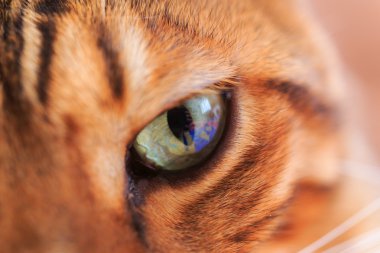 kedi gözü yakın çekim