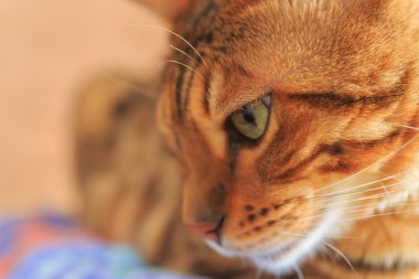 Bengal cins kedi portresi