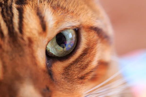 Котяче око Закри — стокове фото
