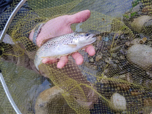 Pêche sur la rivière de montagne. Pêche à la truite. Pêcheur pêche — Photo