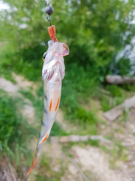 Buon pescatore cattura. Tempo libero . — Foto Stock