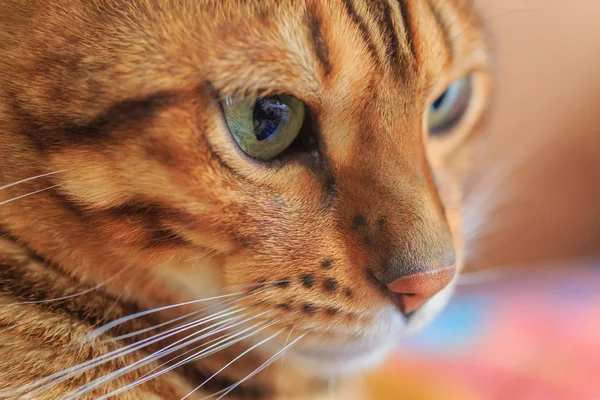 Retrato de raza Bengala gato — Foto de Stock