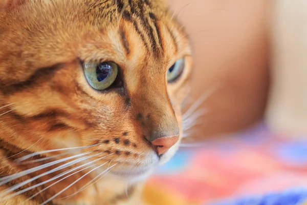 Portret van Bengalen RAS kat — Stockfoto