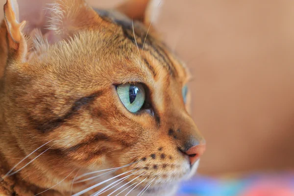 Retrato de raza Bengala gato — Foto de Stock