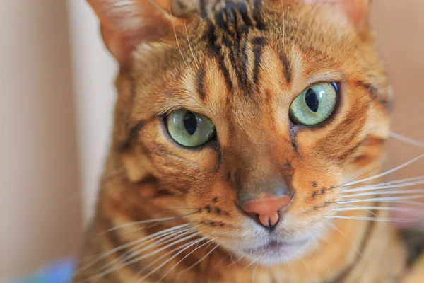 Portret van Bengalen RAS kat — Stockfoto