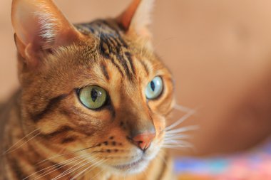 Bengal kedi yakın çekim
