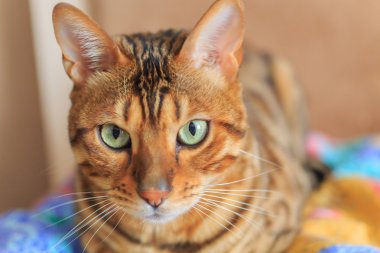 Bengal kedi yakın çekim