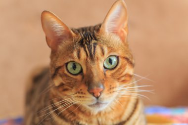 Bengal kedi yakın çekim