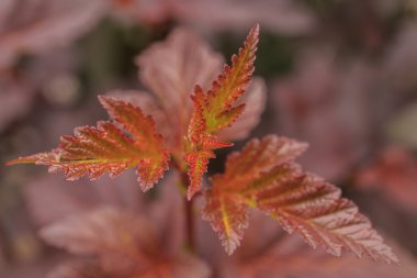 Broşürler bitki, yakın çekim