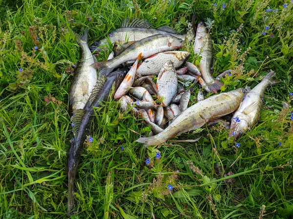 Good catch fisherman. Leisure. — Stock Photo, Image