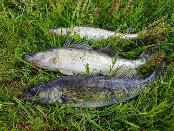 Good catch fisherman. Active outdoor recreation. — Stock Photo, Image