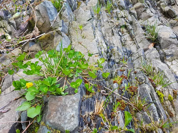 对山区河流的美景。暑假和洒红节 — 图库照片