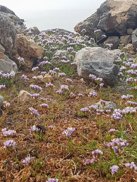 Vistas al mar en clima nublado. Las rocas en primer plano —  Fotos de Stock