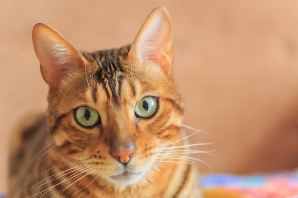Bengala gato de cerca — Foto de Stock