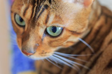 Bengal cins kedi portresi