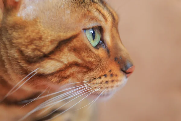 Retrato de raza Bengala gato —  Fotos de Stock