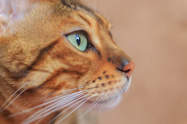 Retrato de raza Bengala gato — Foto de Stock