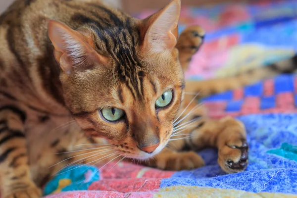 Ritratto di gatto di razza bengala — Foto Stock