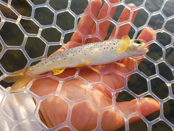 Fishing on the mountain river. Trout fishing. Fisherman fishing — Stock Photo, Image