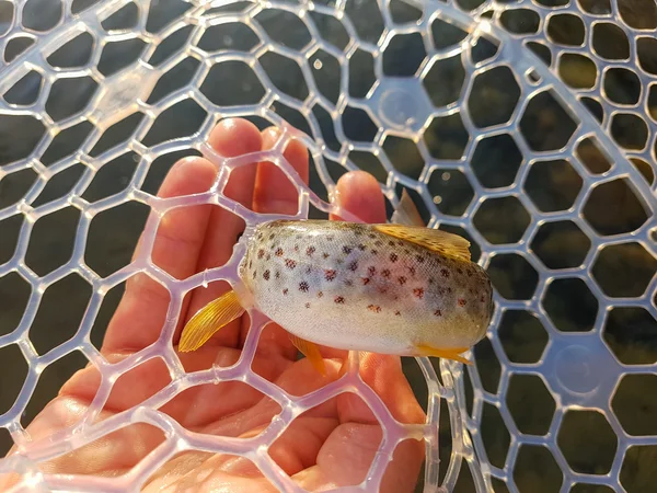 Pesca en el río de montaña. Pesca de truchas. Pesca del pescador — Foto de Stock