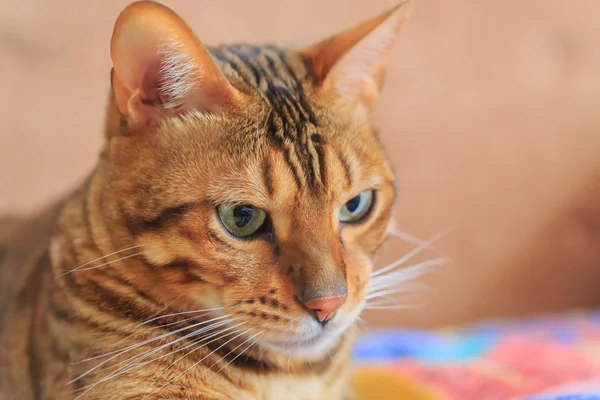 Bengal kedi yakın çekim