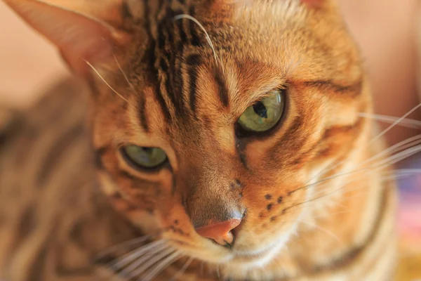 Gatto del Bengala da vicino — Foto Stock