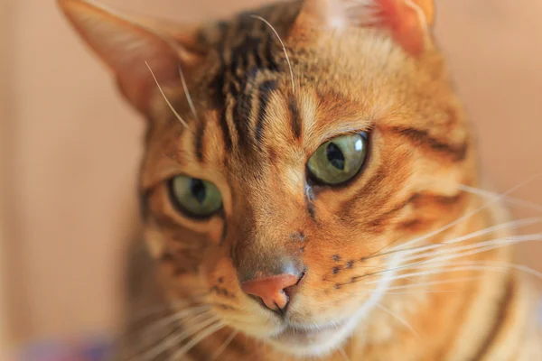 Gatto del Bengala da vicino — Foto Stock