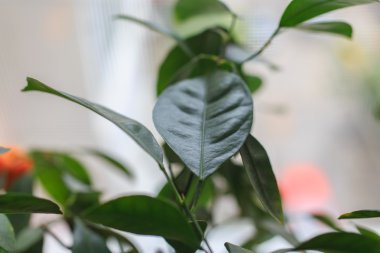 Broşürler bitki, yakın çekim