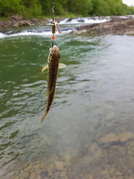 Trout on a hook. Leisure. — Stock Photo, Image