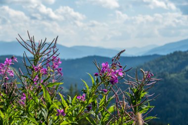 Kayak merkezi yaz doğası arka planı