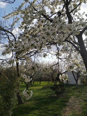 Çiçek açan muhteşem ağaçlar.