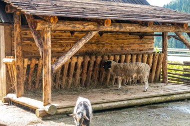 Karpatların Dağ Keçileri