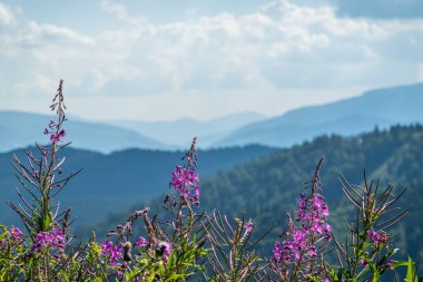 Kayak merkezi yaz doğası arka planı