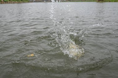 Yapay yemlerle turna balığı avlamak